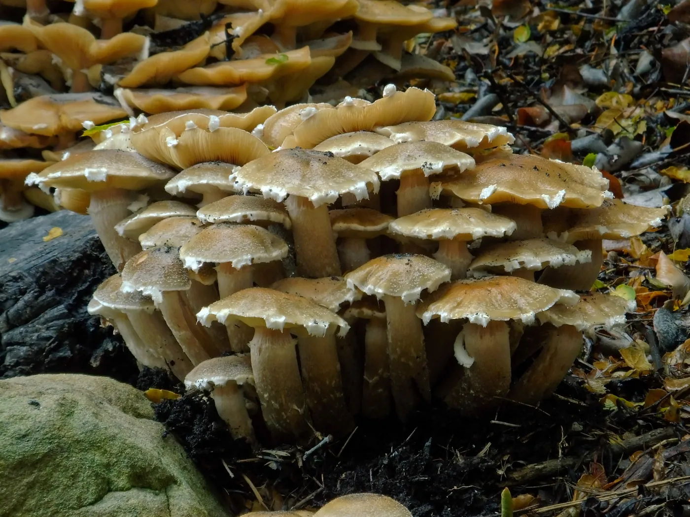Armillaria mellea, Honey Mushroom
