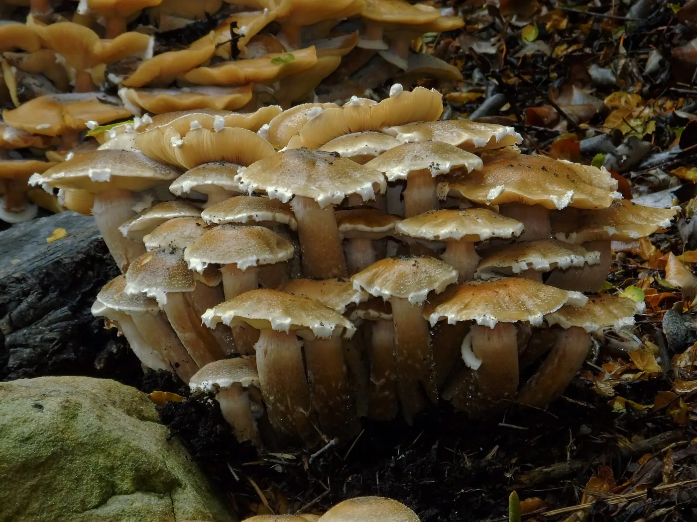 Armillaria mellea, Honey Mushroom