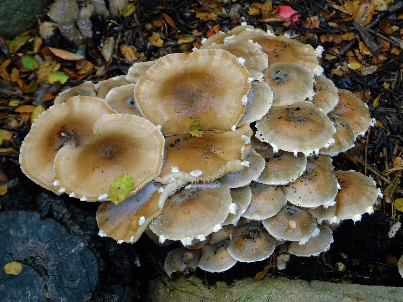 Armillaria mellea, Honey Mushroom