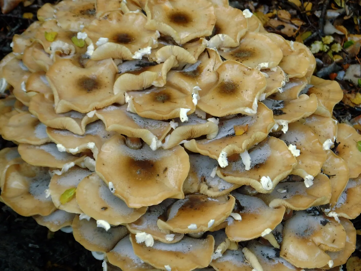 Armillaria mellea, Honey Mushroom