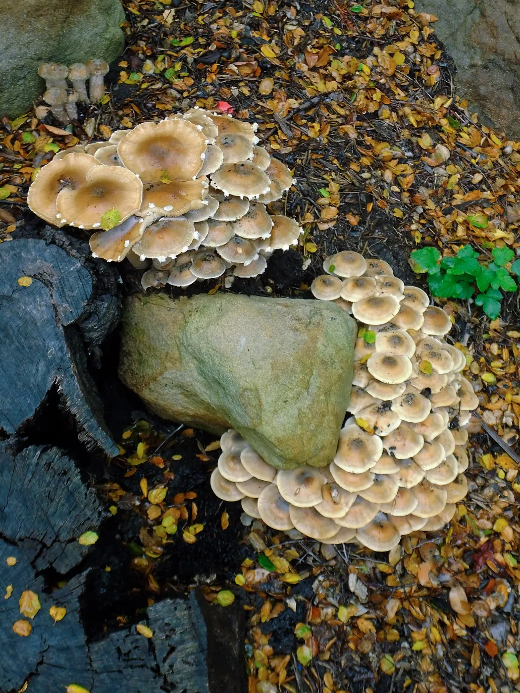 Armillaria mellea, Honey Mushroom