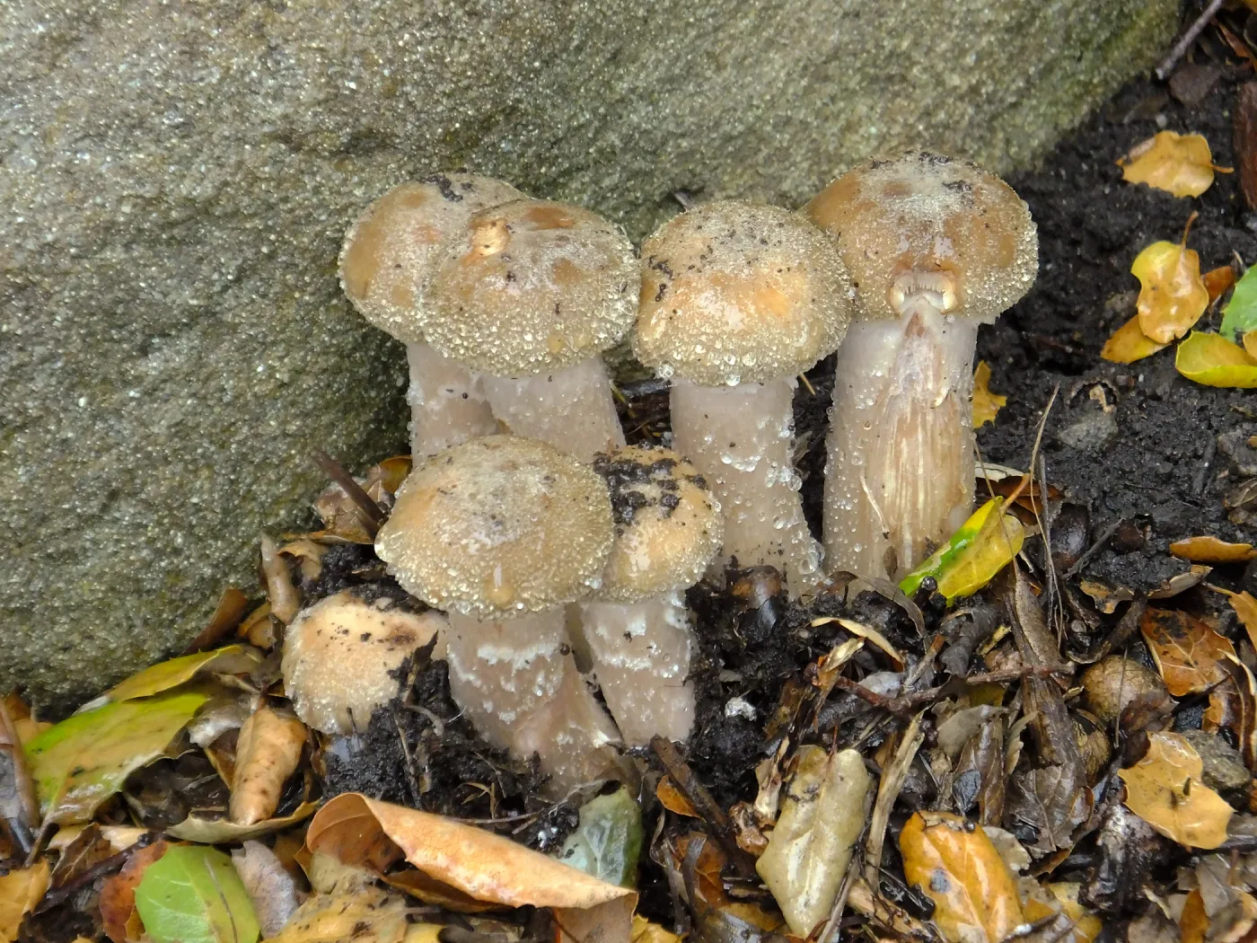Armillaria mellea, Honey Mushroom