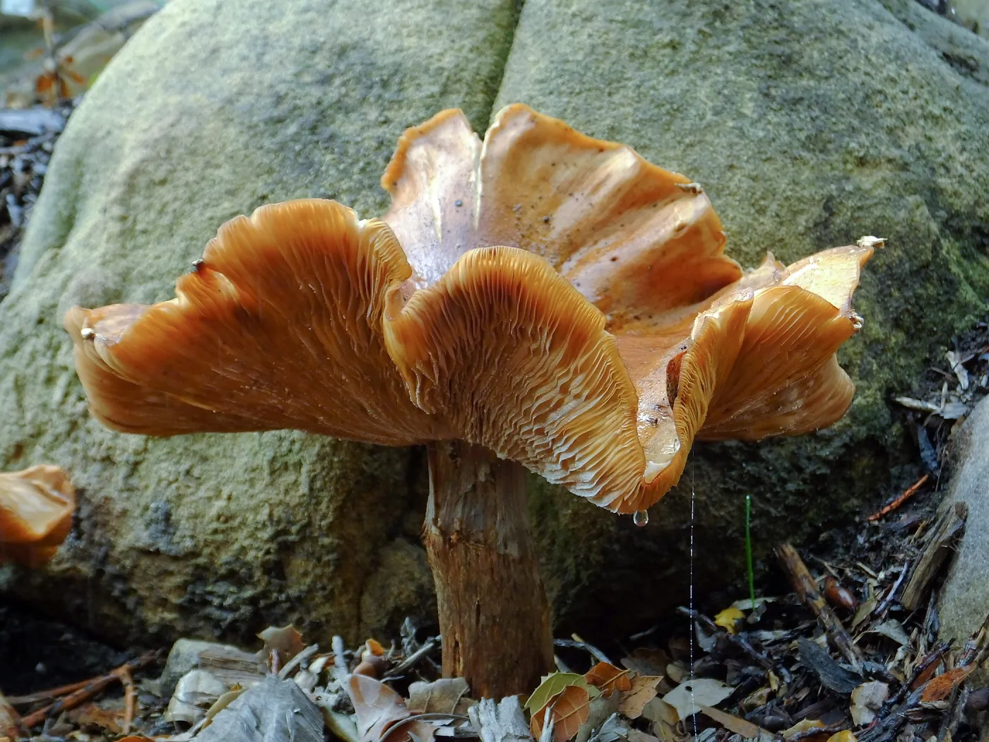 Armillaria sinapina