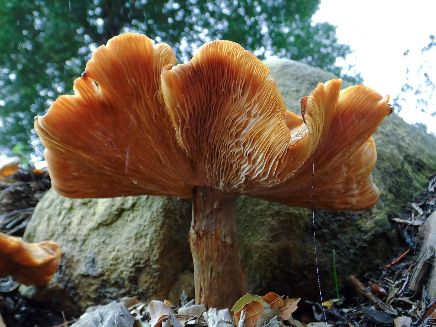 Armillaria sinapina