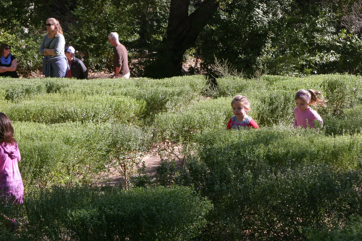 Children in the Centennial Maze