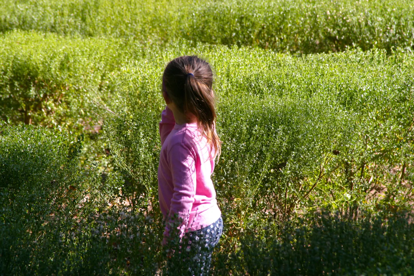 Children in the Centennial Maze