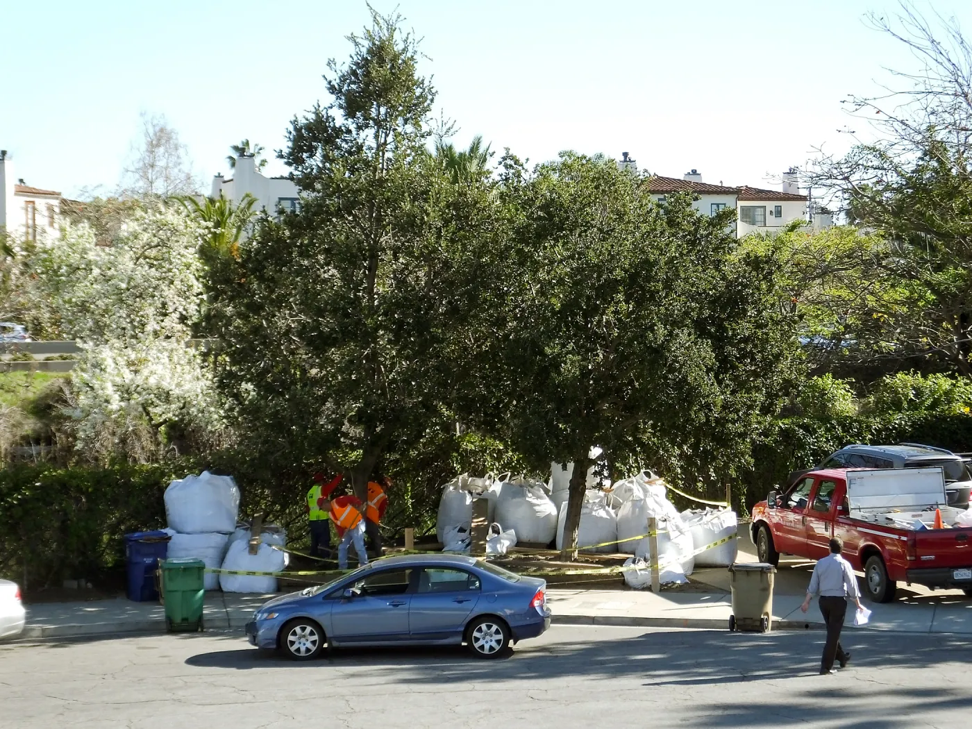 Island Oaks at 299 Palm Avenue, prior to relocation to the entrance of the new Island Section at the Pritzlaff Conservation Center