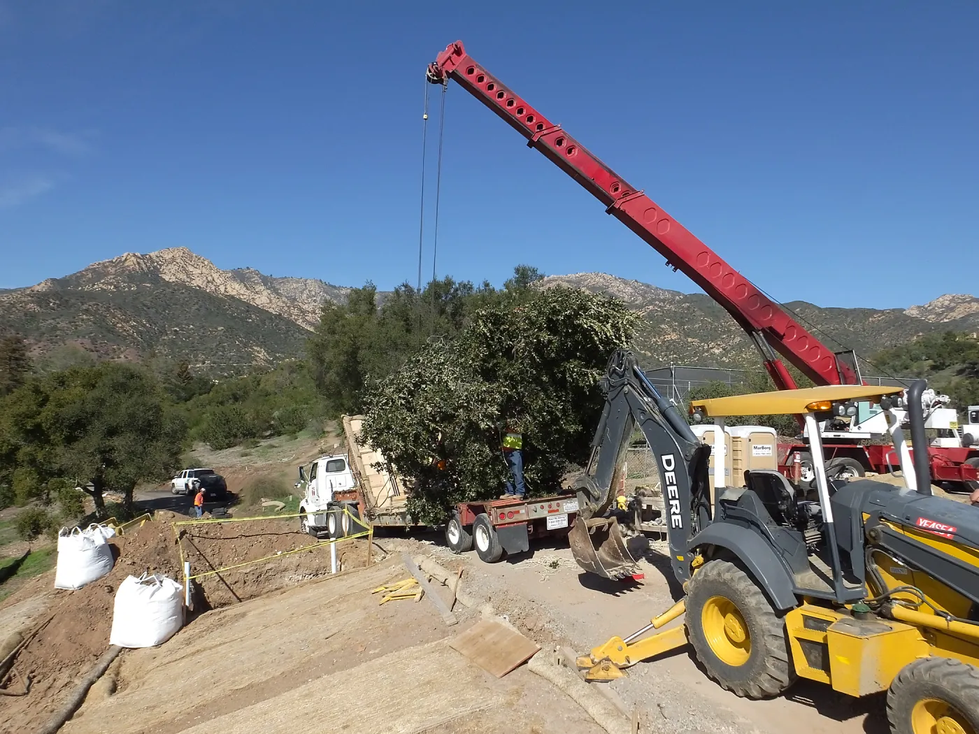 Installation of Island Oaks, flanking the entrance to the new Island Section at the Pritzlaff Conservation Center