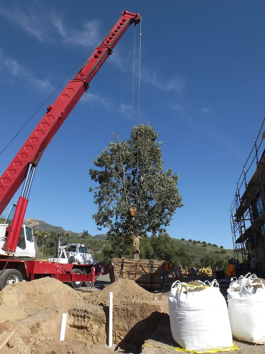 Installation of Island Oaks, flanking the entrance to the new Island Section at the Pritzlaff Conservation Center