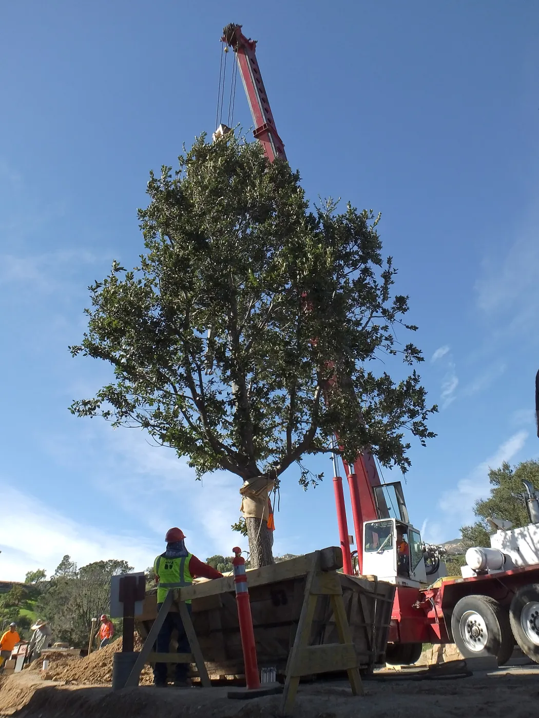 Installation of Island Oaks, flanking the entrance to the new Island Section at the Pritzlaff Conservation Center