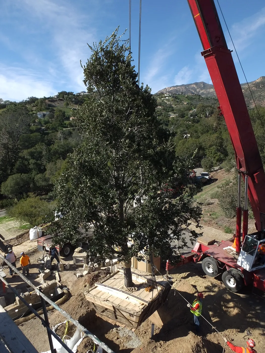 Installation of Island Oaks, flanking the entrance to the new Island Section at the Pritzlaff Conservation Center