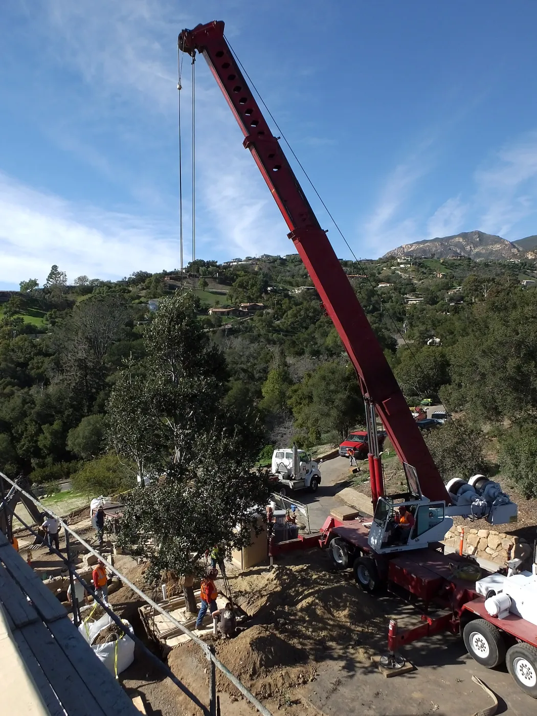 Installation of Island Oaks, flanking the entrance to the new Island Section at the Pritzlaff Conservation Center
