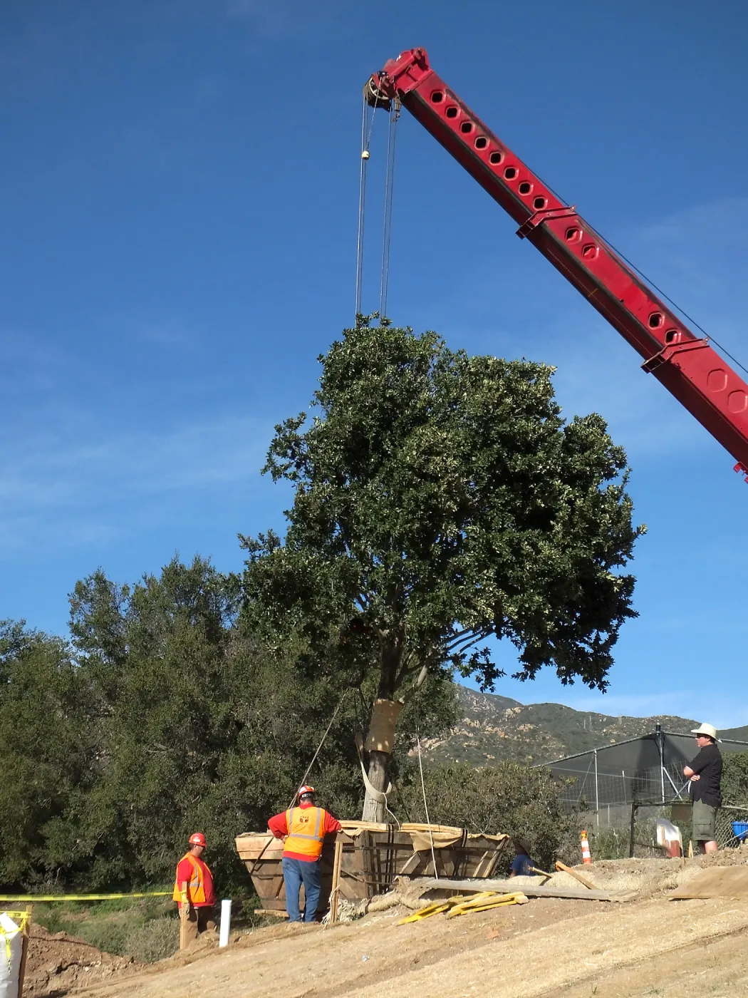 Installation of Island Oaks, flanking the entrance to the new Island Section at the Pritzlaff Conservation Center