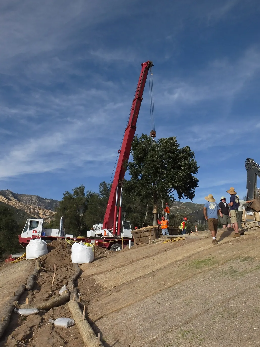 Installation of Island Oaks, flanking the entrance to the new Island Section at the Pritzlaff Conservation Center