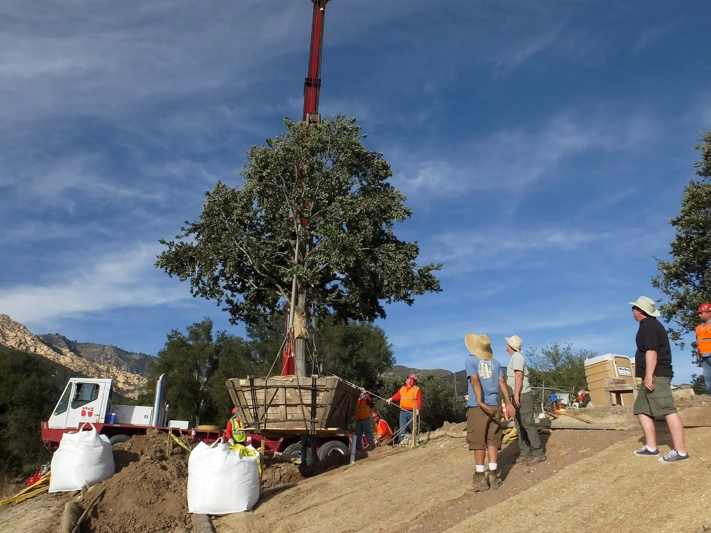 Installation of Island Oaks, flanking the entrance to the new Island Section at the Pritzlaff Conservation Center