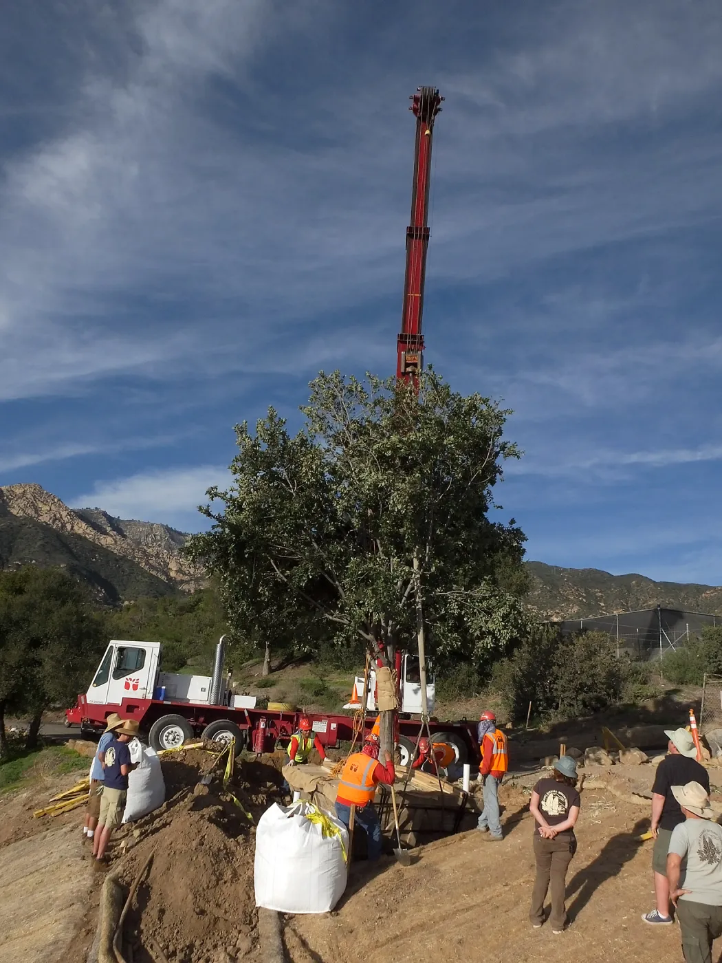 Installation of Island Oaks, flanking the entrance to the new Island Section at the Pritzlaff Conservation Center