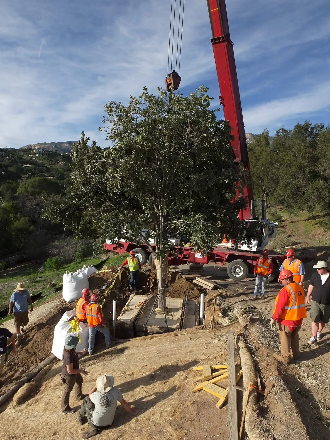 Installation of Island Oaks, flanking the entrance to the new Island Section at the Pritzlaff Conservation Center