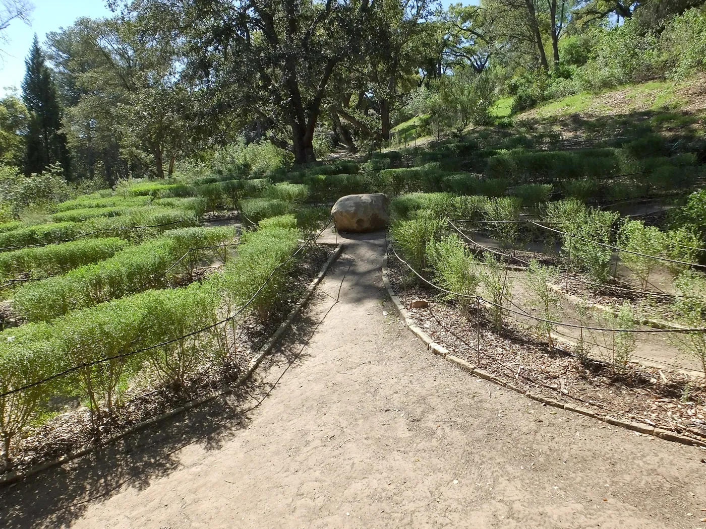 Centennial Maze