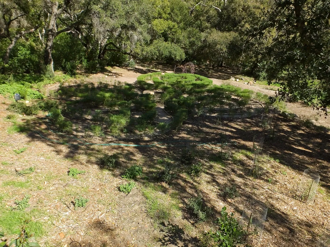 Centennial Maze