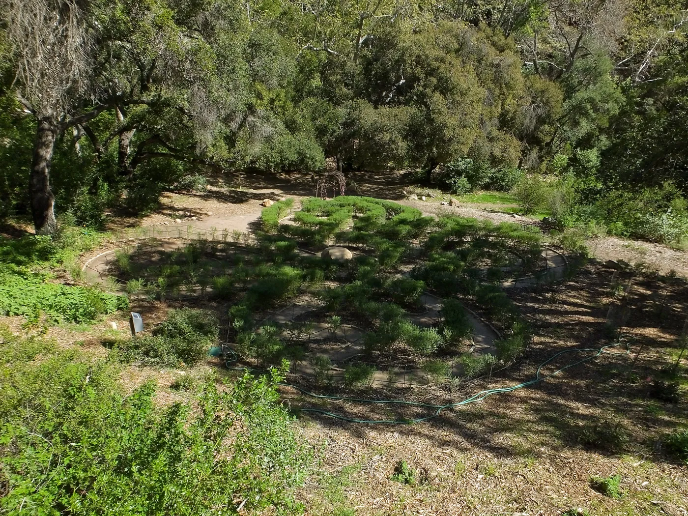 Centennial Maze