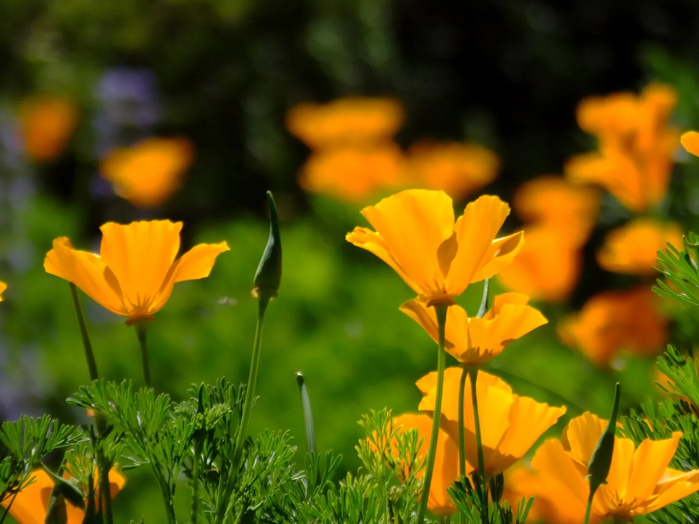 Poppies in Groundcover Section