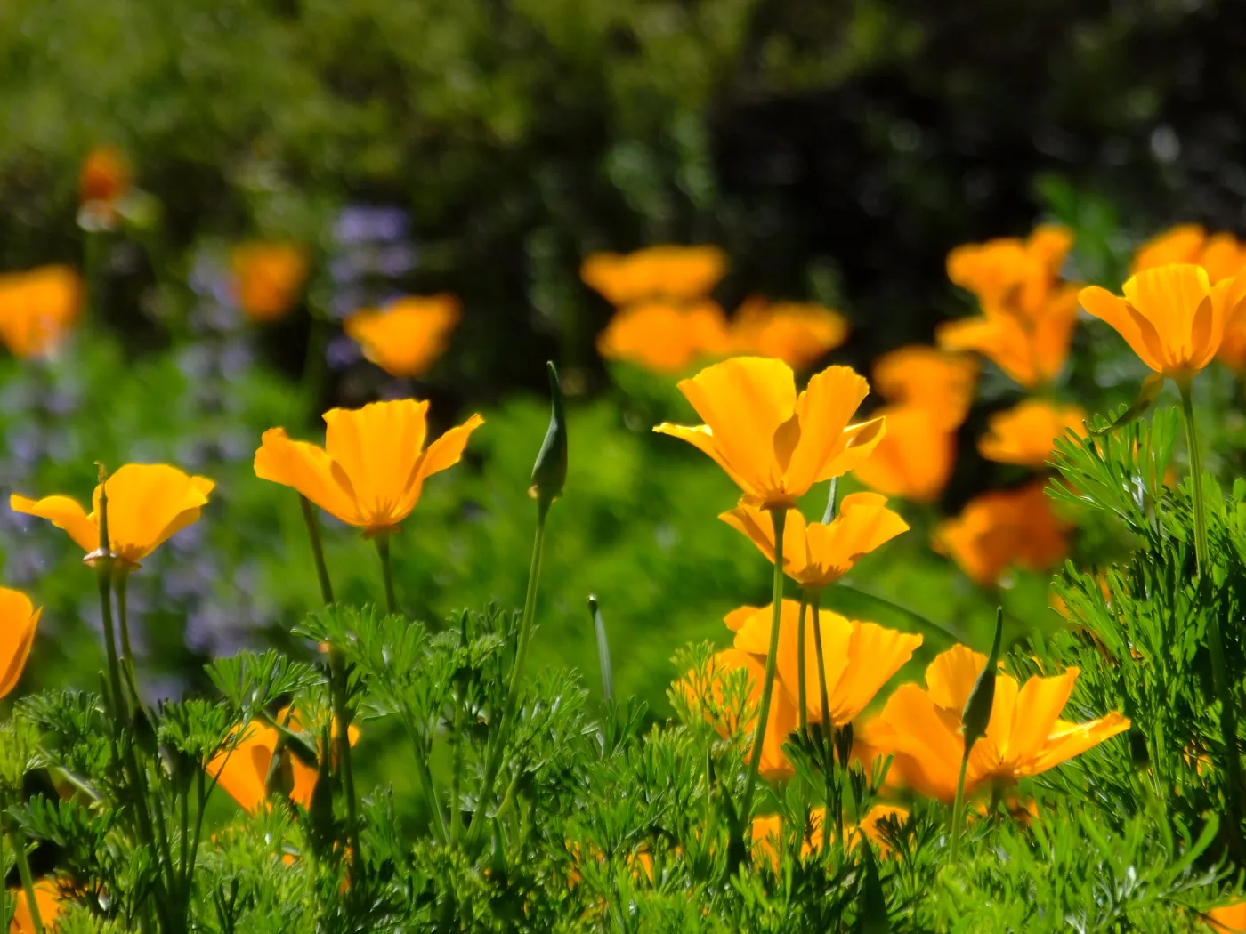 Poppies in Groundcover Section