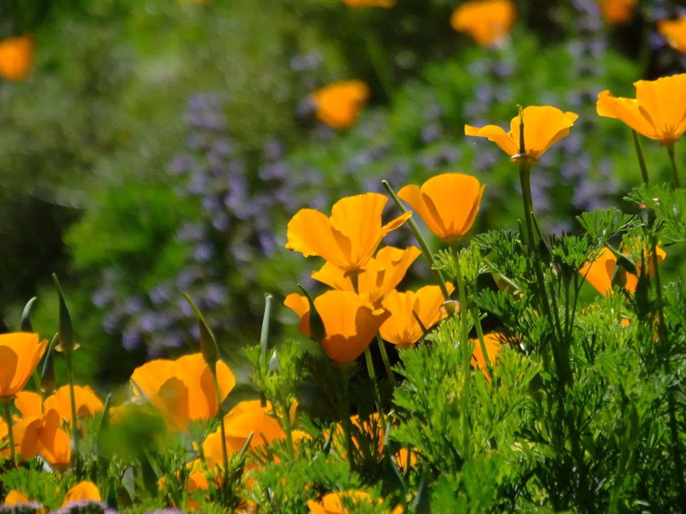 Poppies in Groundcover Section