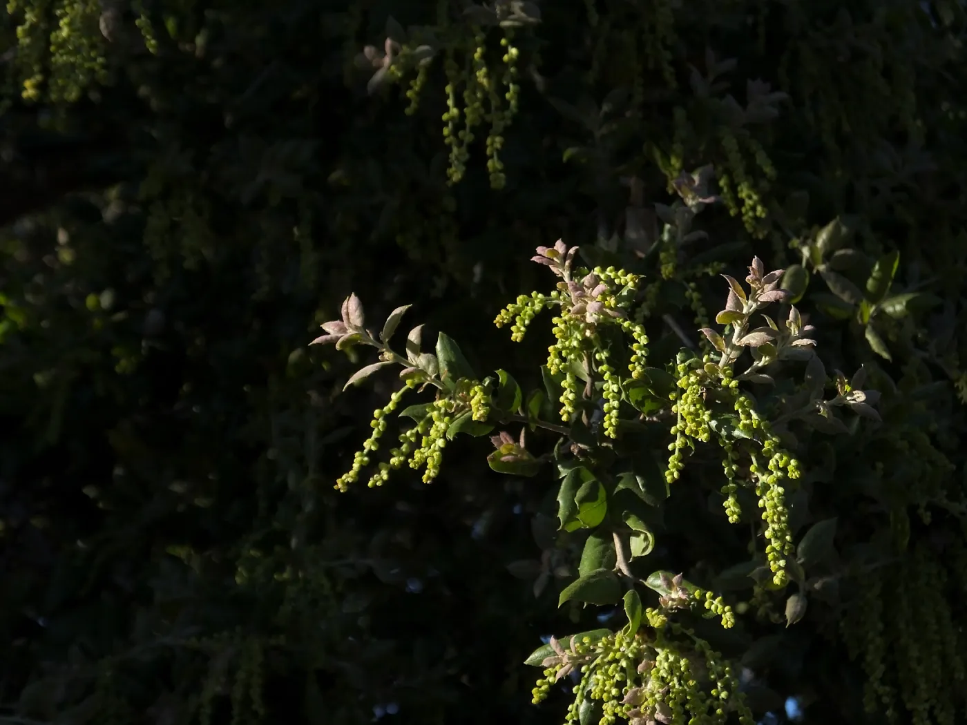 Oak flowers on the Porter Trail (Coastal Live Oak)
