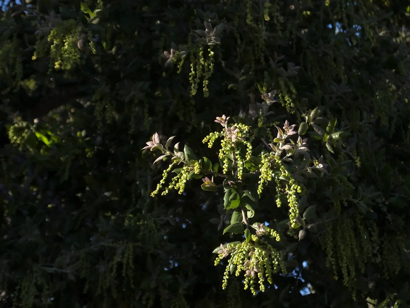 Oak flowers on the Porter Trail (Coastal Live Oak)