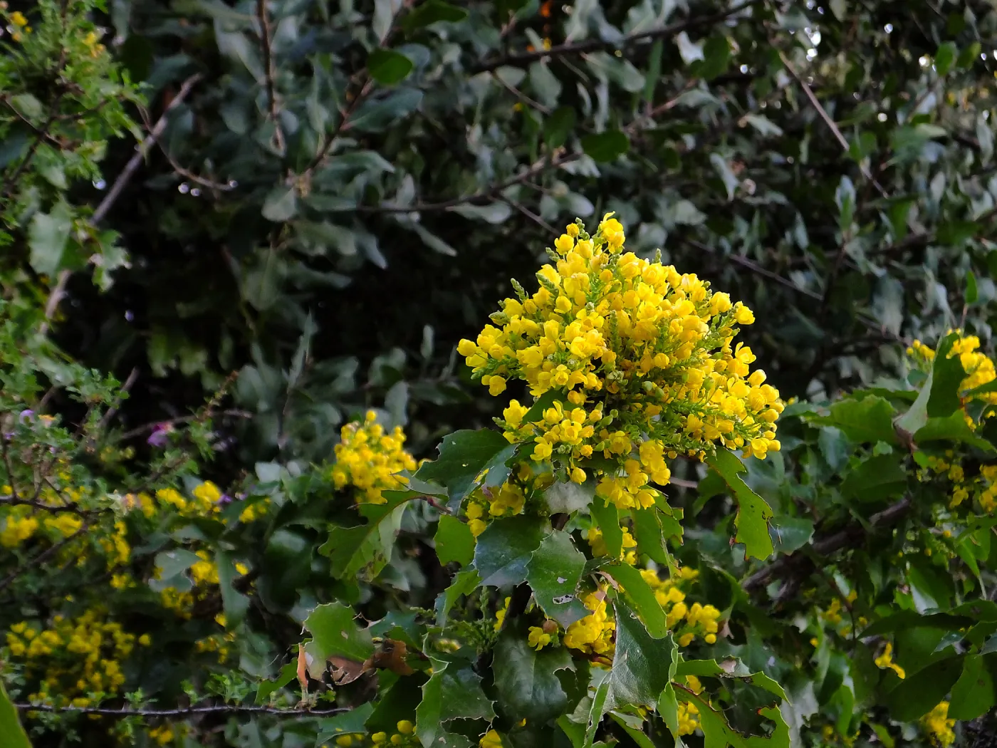 Island Barberry at the Clara Small Smith Steps