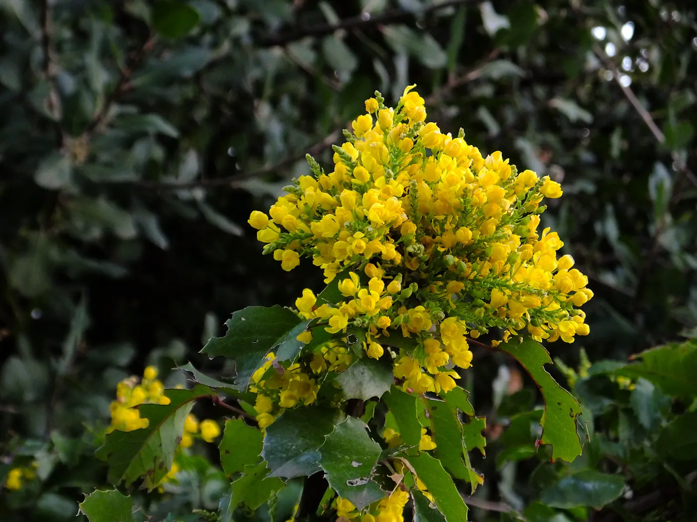 Island Barberry at the Clara Small Smith Steps