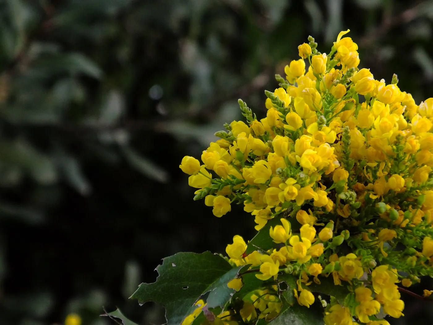 Island Barberry at the Clara Small Smith Steps