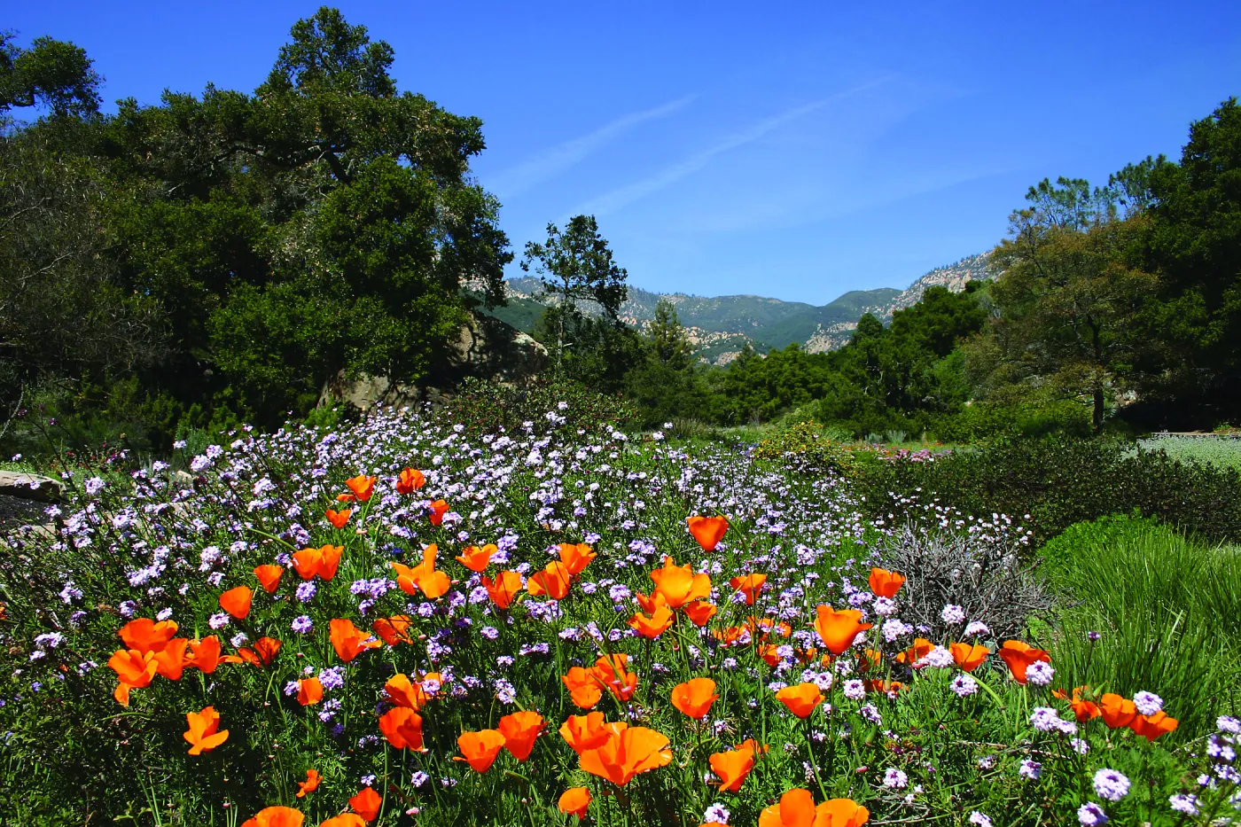 Poppies in Groundcover Section