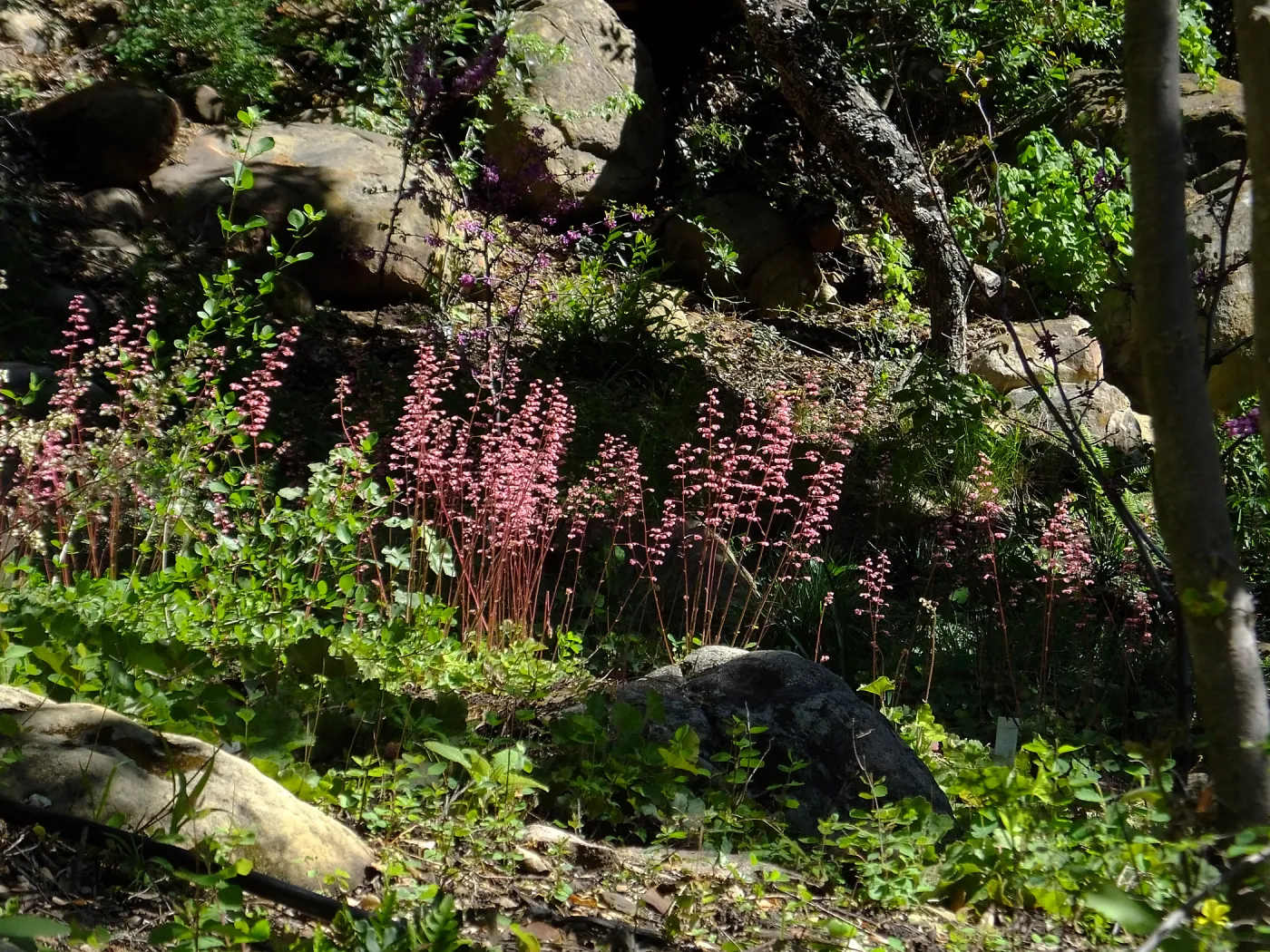 Wooded Dell, Heuchera