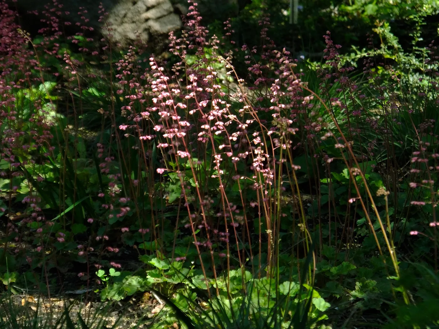 Wooded Dell, Heuchera