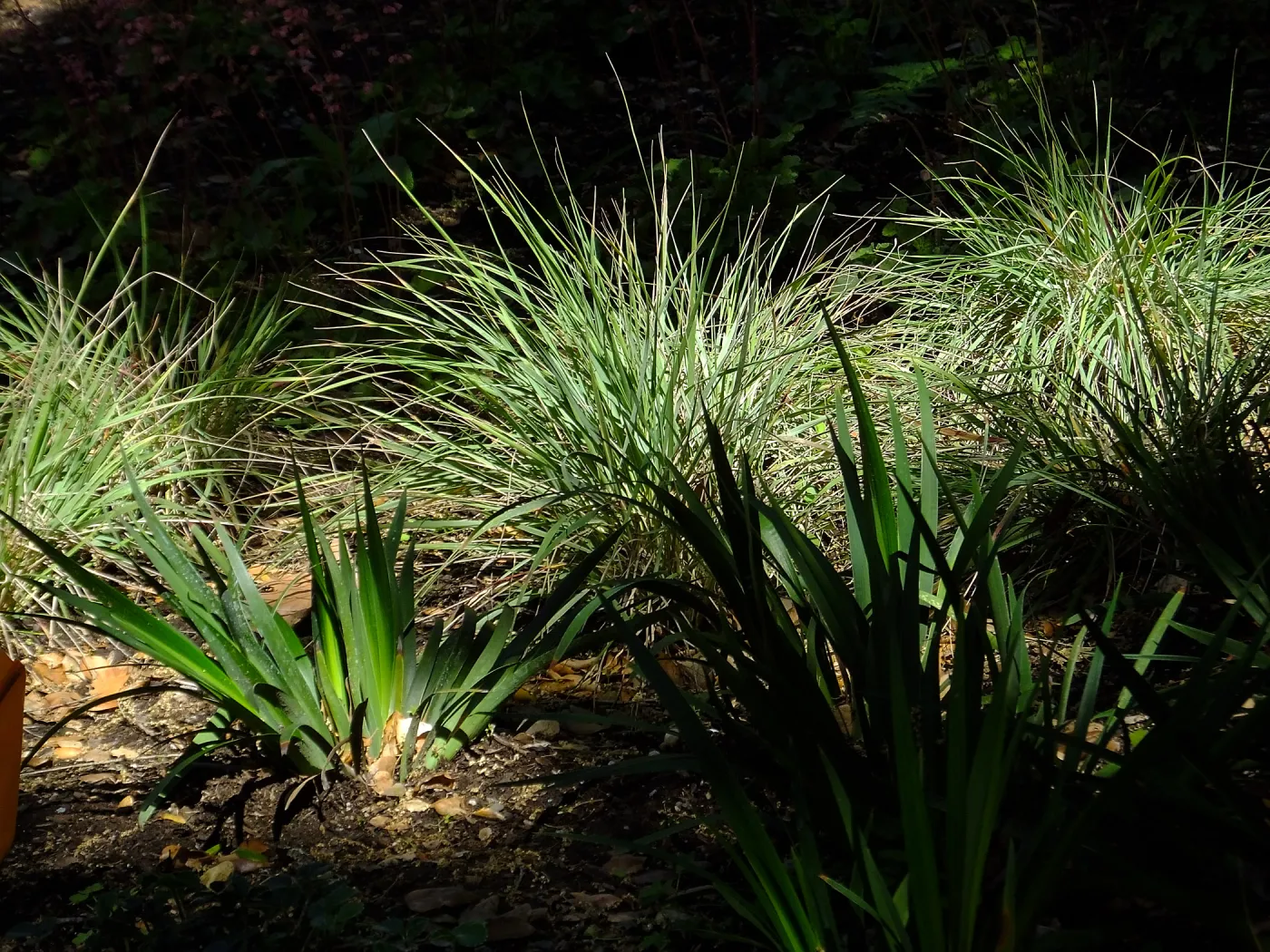 Wooded Dell, Calamagrostis foliosa and Iris PCH