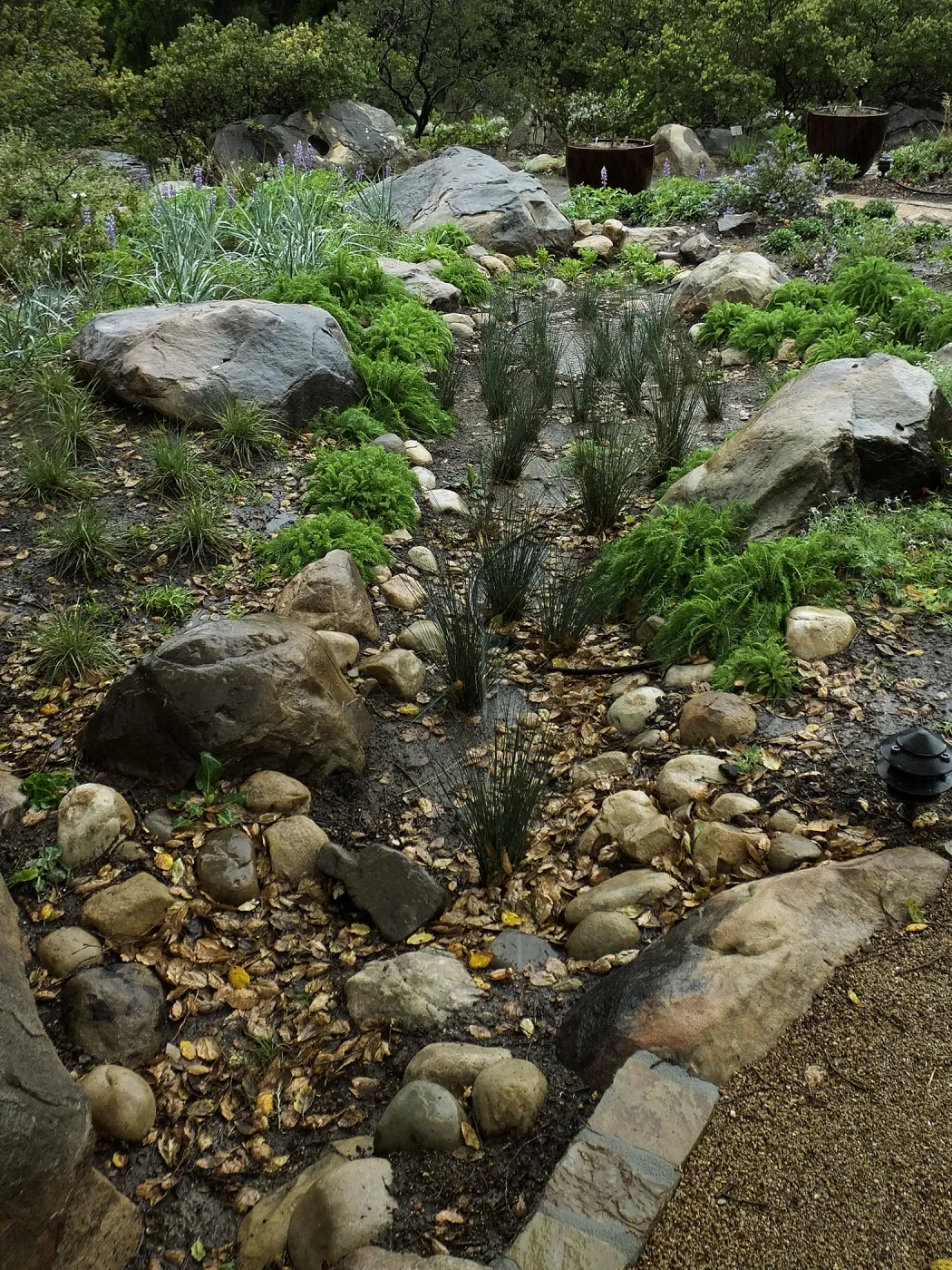 Rainfall collecting in bioswale, Home Demonstration Garden