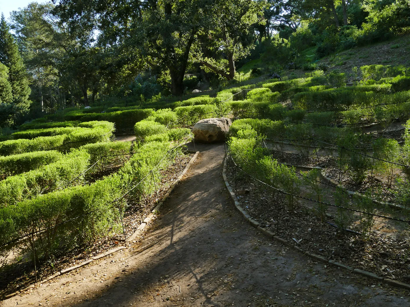 Centennial Maze