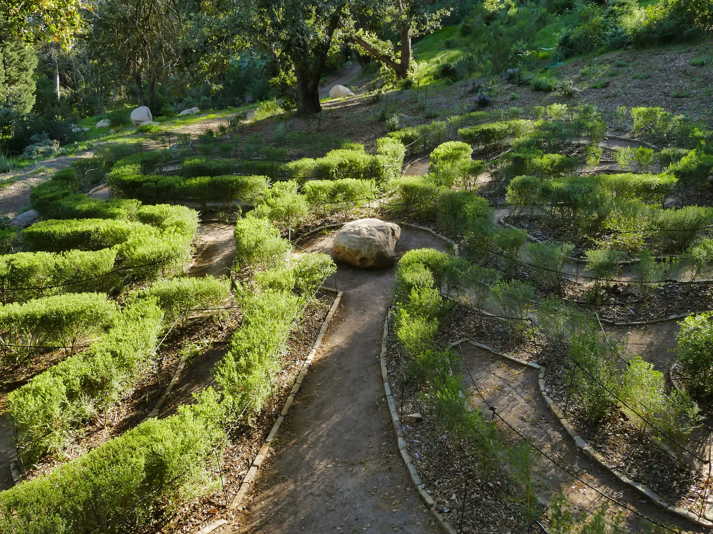 Centennial Maze