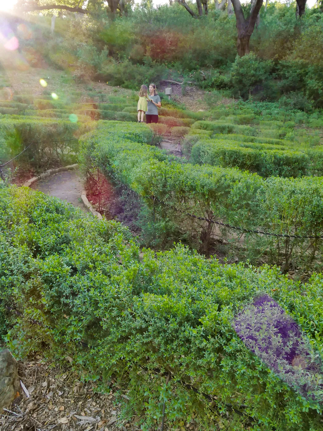 Centennial Maze