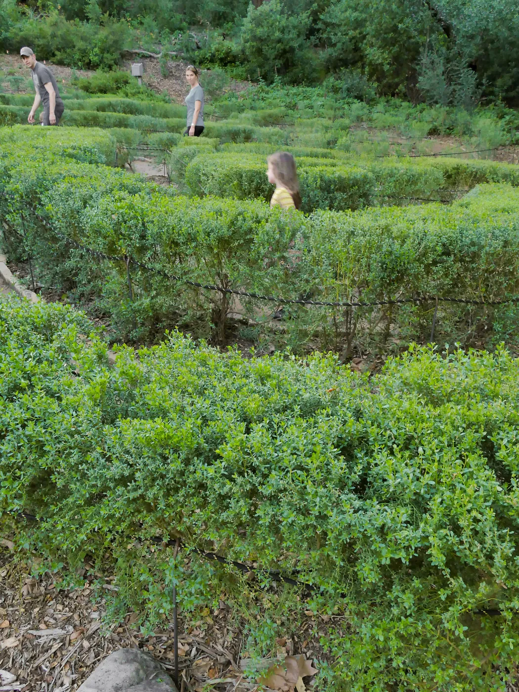 Centennial Maze