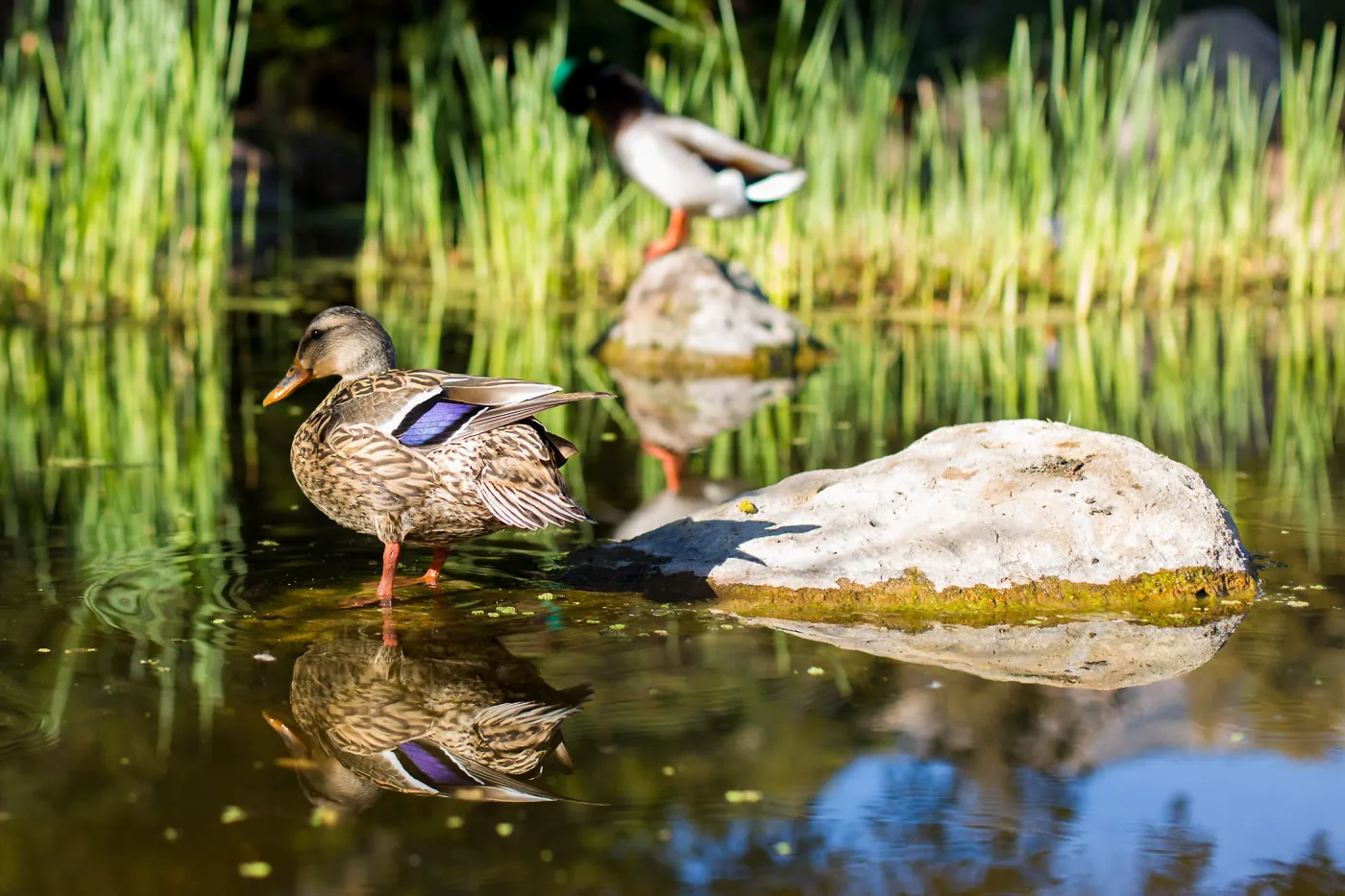 Ducks in pond