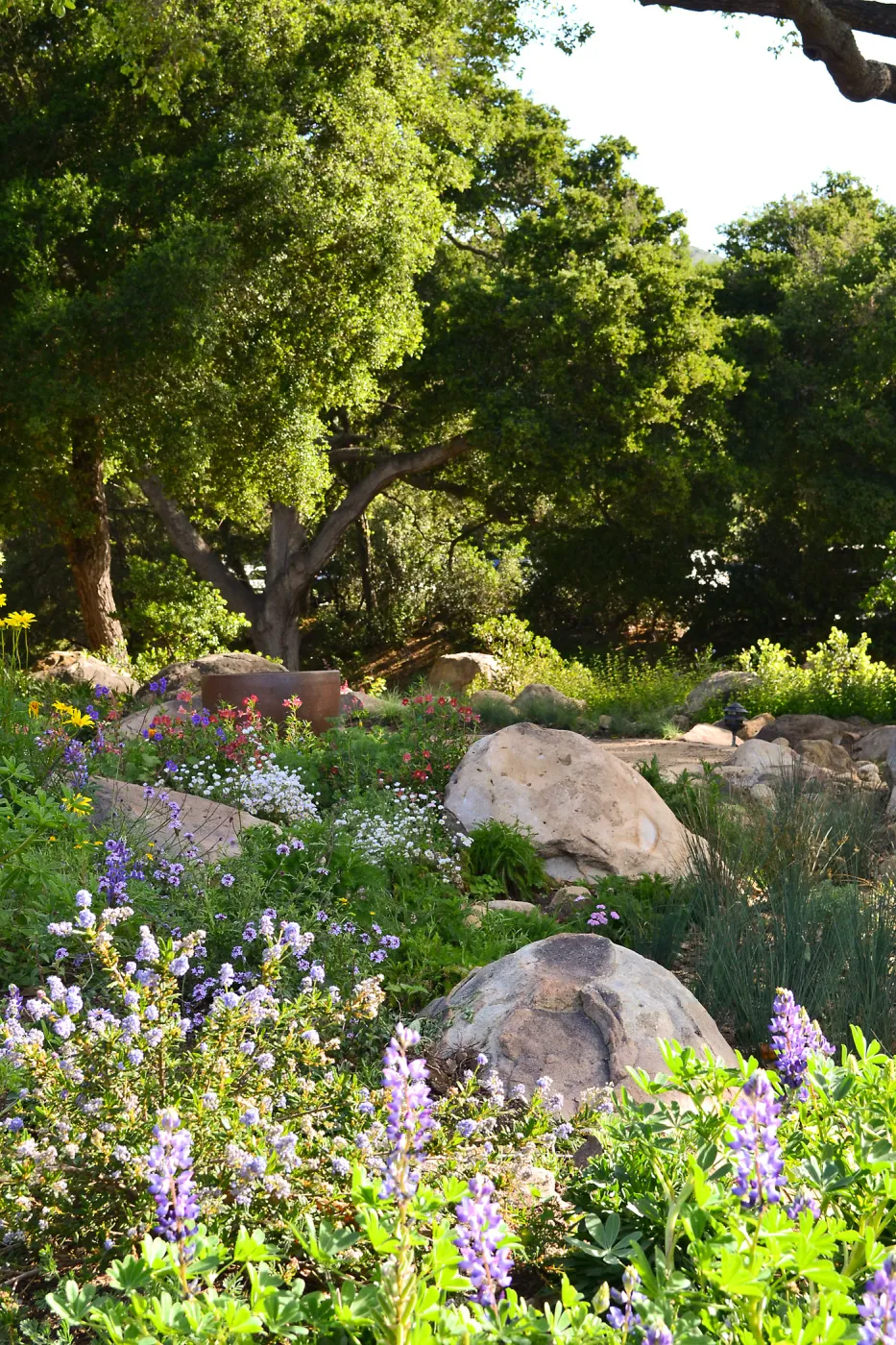 Home rain garden