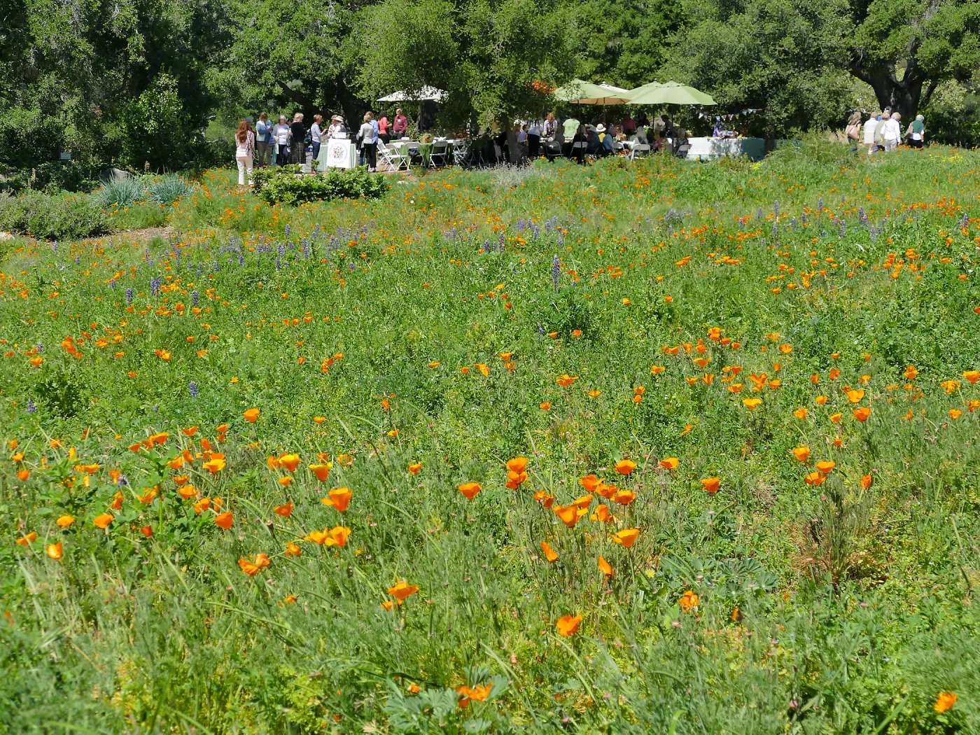 Garden Club of Santa Barbara Centennial Birthday Meeting