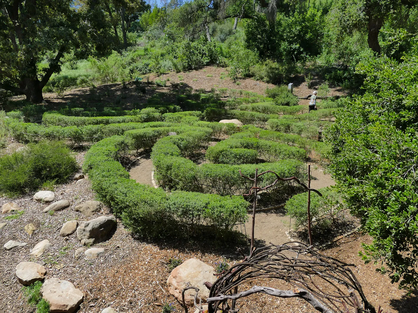 Garden Club of Santa Barbara Centennial Birthday Meeting, Club members touring the Centennial Maze