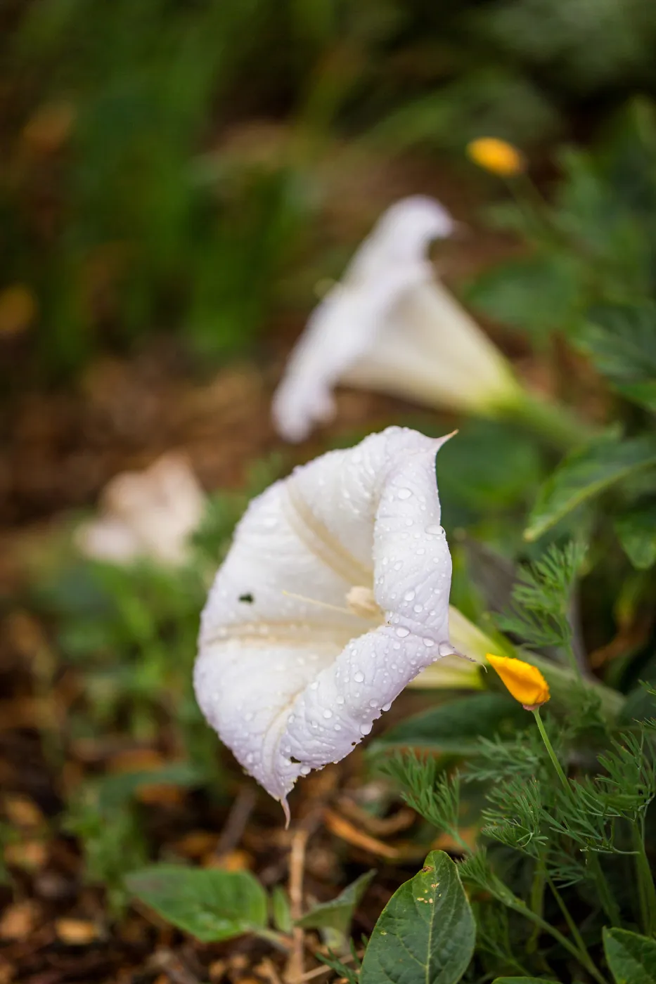 Datura