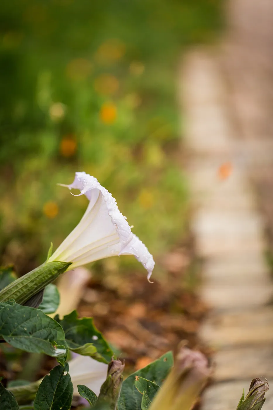 Datura