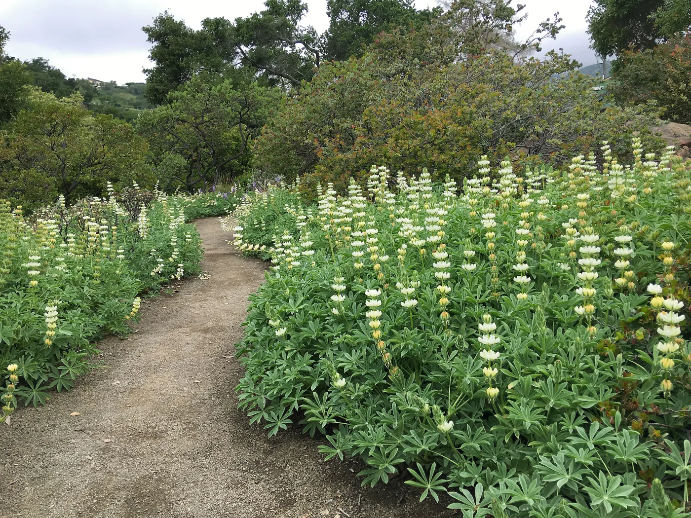 White Lupine in the Manzanita Section