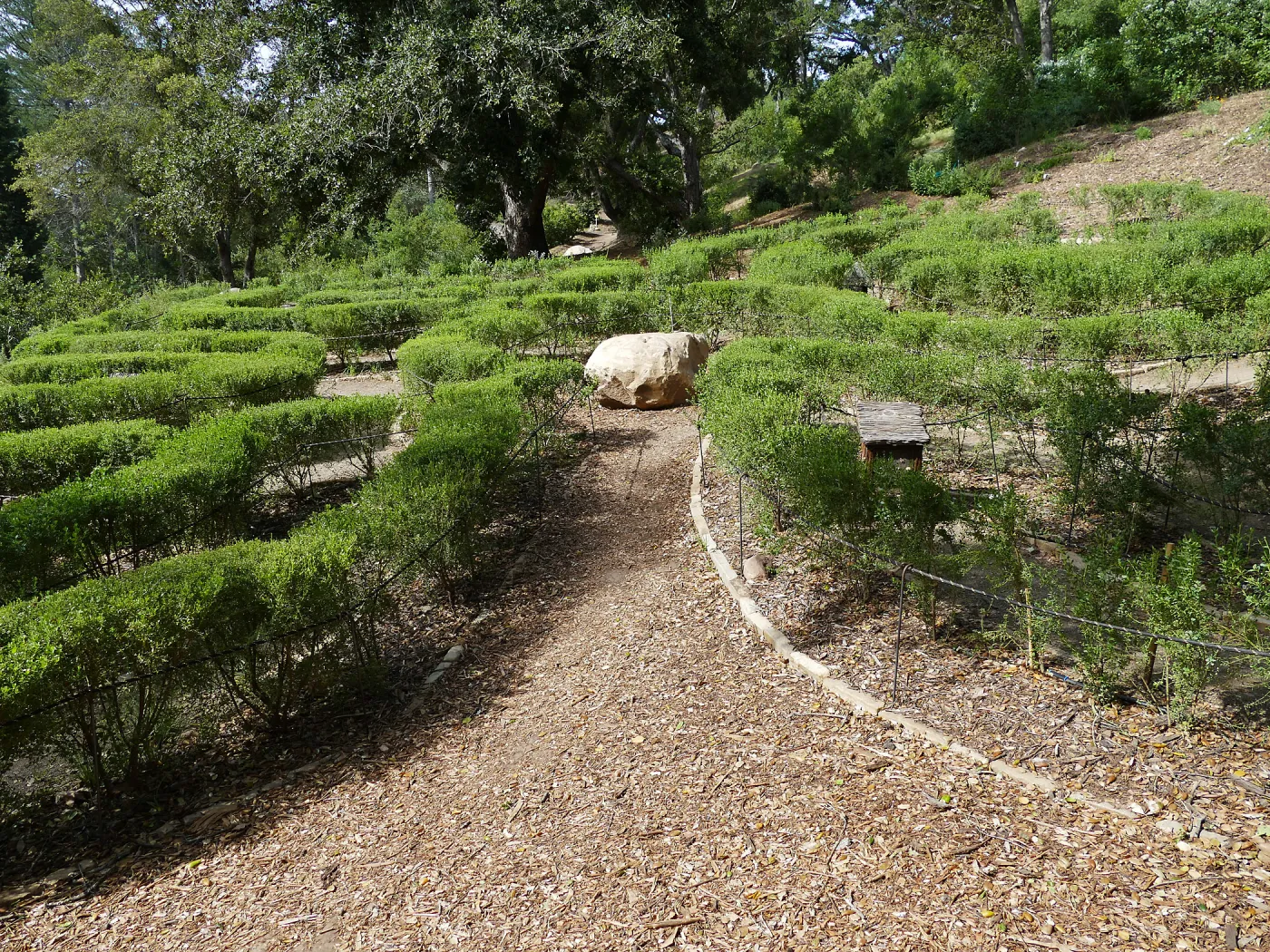 Centennial Maze