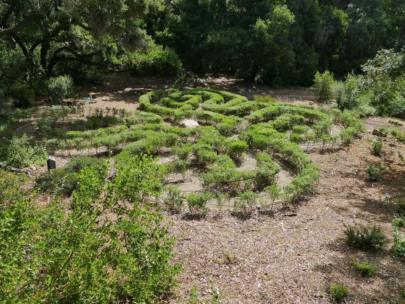 Centennial Maze